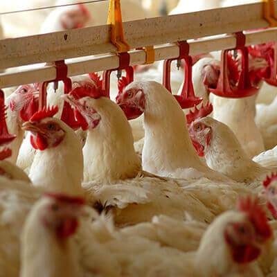 Furnizăm pui de o zi pentru ferme mijlocii